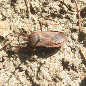 Punaise des courges (Anasa tristis)